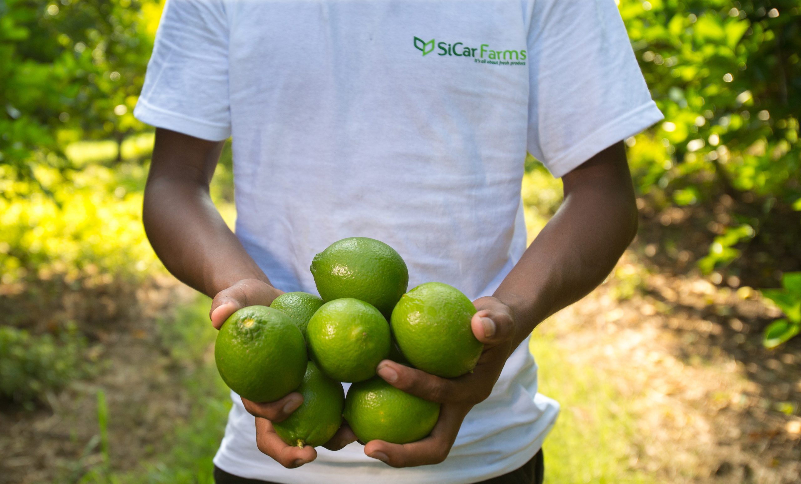 Trabajador SiCar Farms con limones frescos