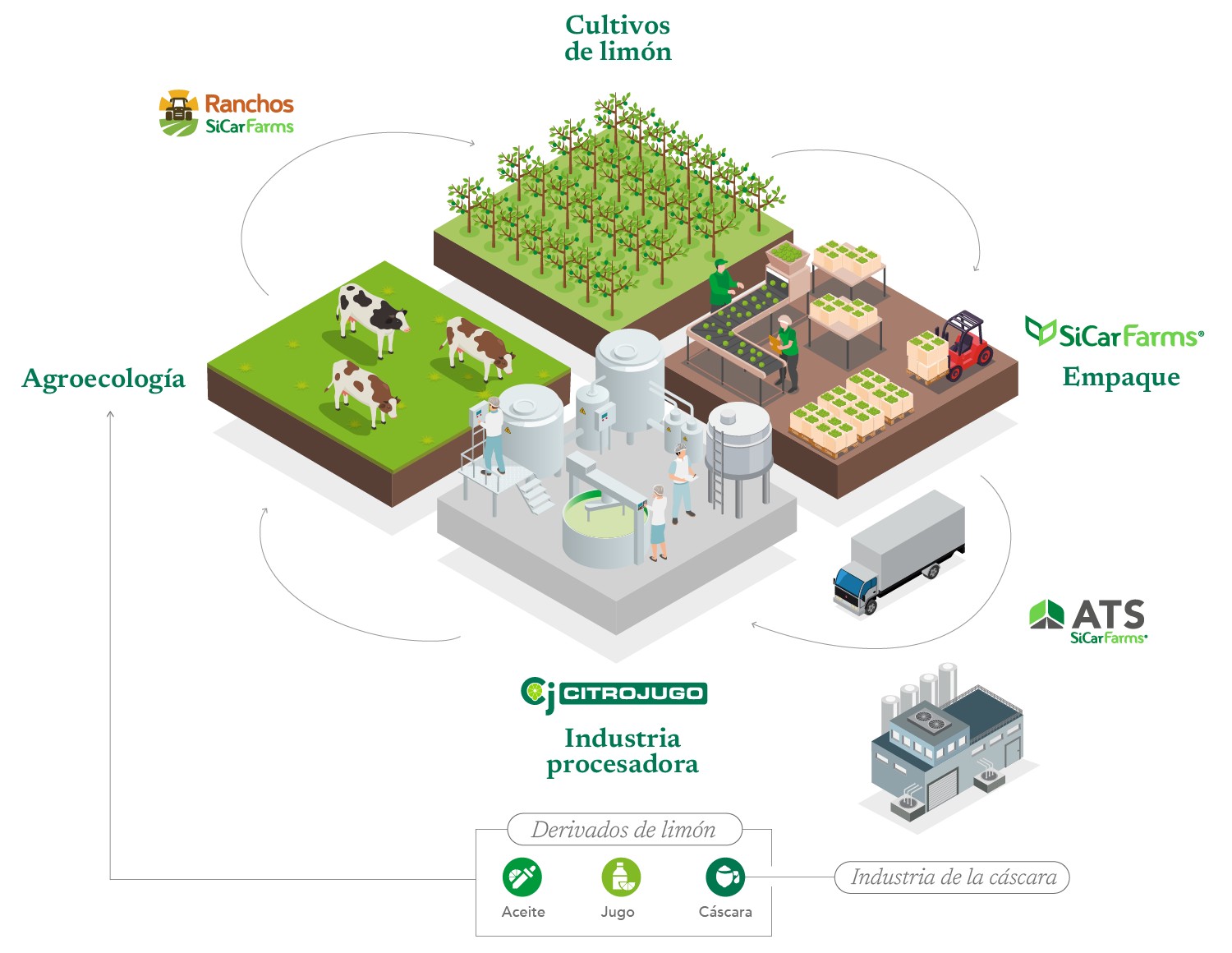 Diagrama de economía circular SiCar Farms: Ranchos, Cultivos de limón, Empaque, Industria procesadora CitroJugo, ATS, Derivados de limón (Aceite, Jugo, Cáscara), Industria de la cáscara