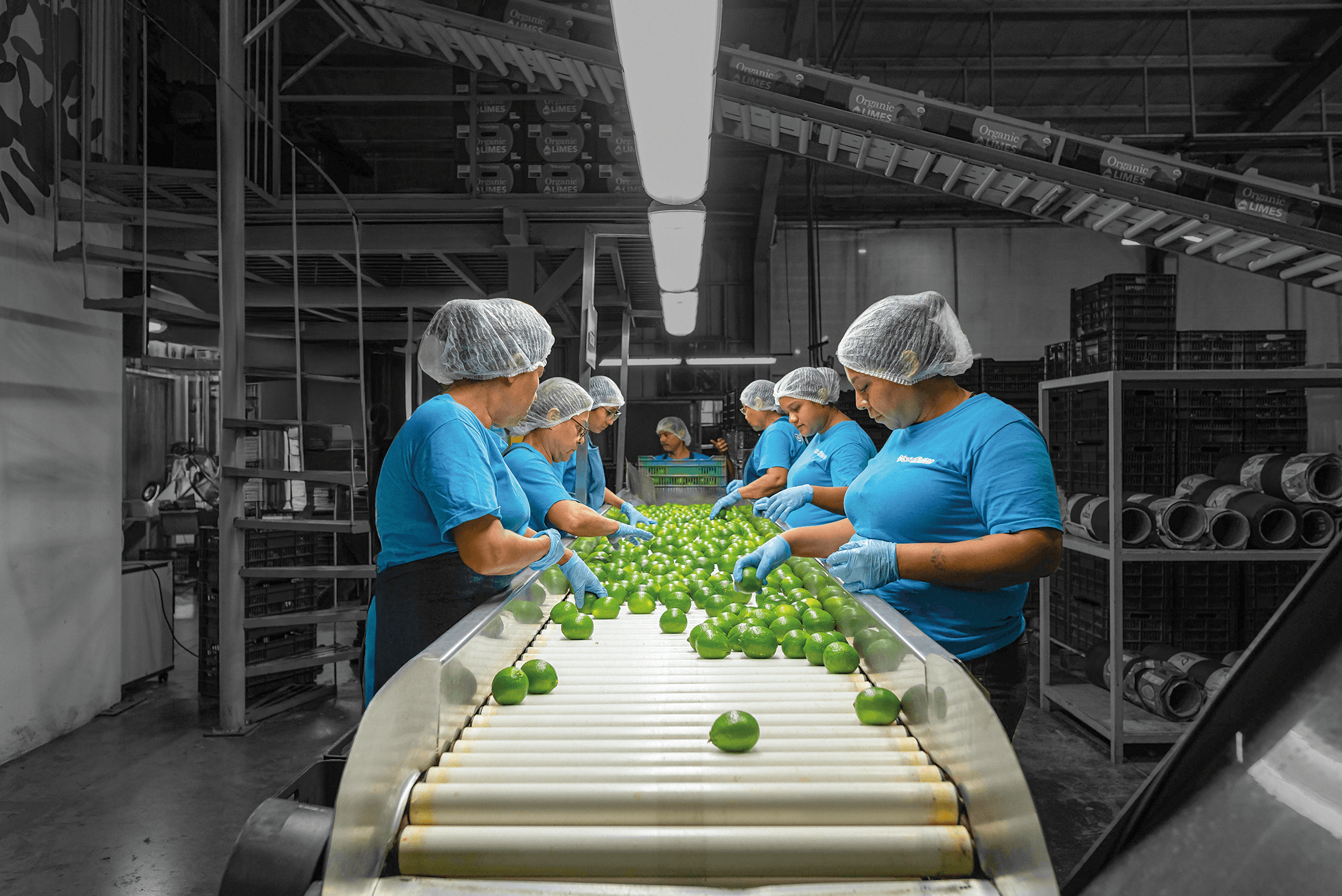 Trabajadoras en línea de empaque