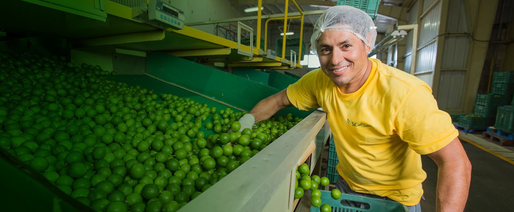 Colaborador SiCar Farms en empaque