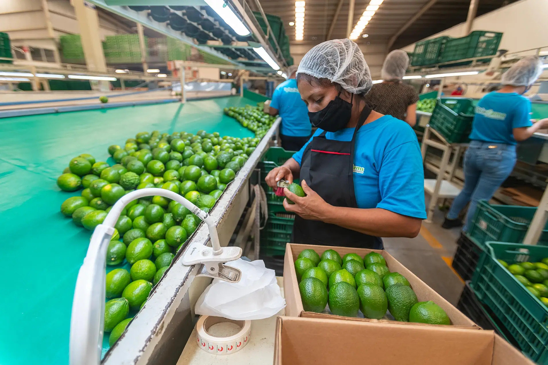 Empaque de limón persa en SiCar Farms