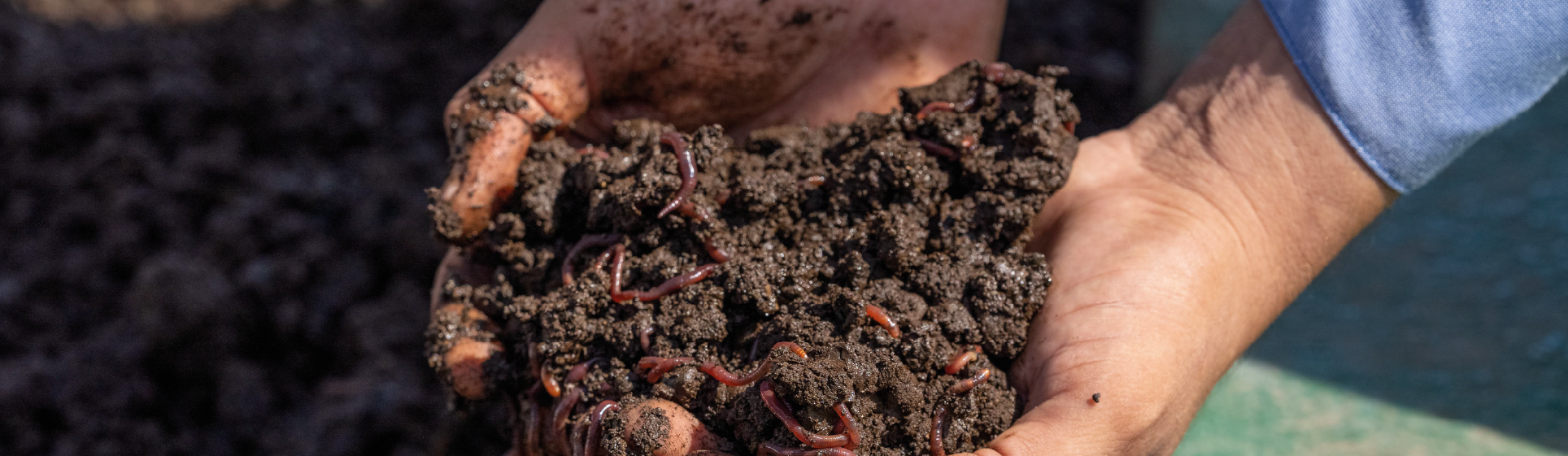 Manos sosteniendo tierra fértil con lombrices rojas