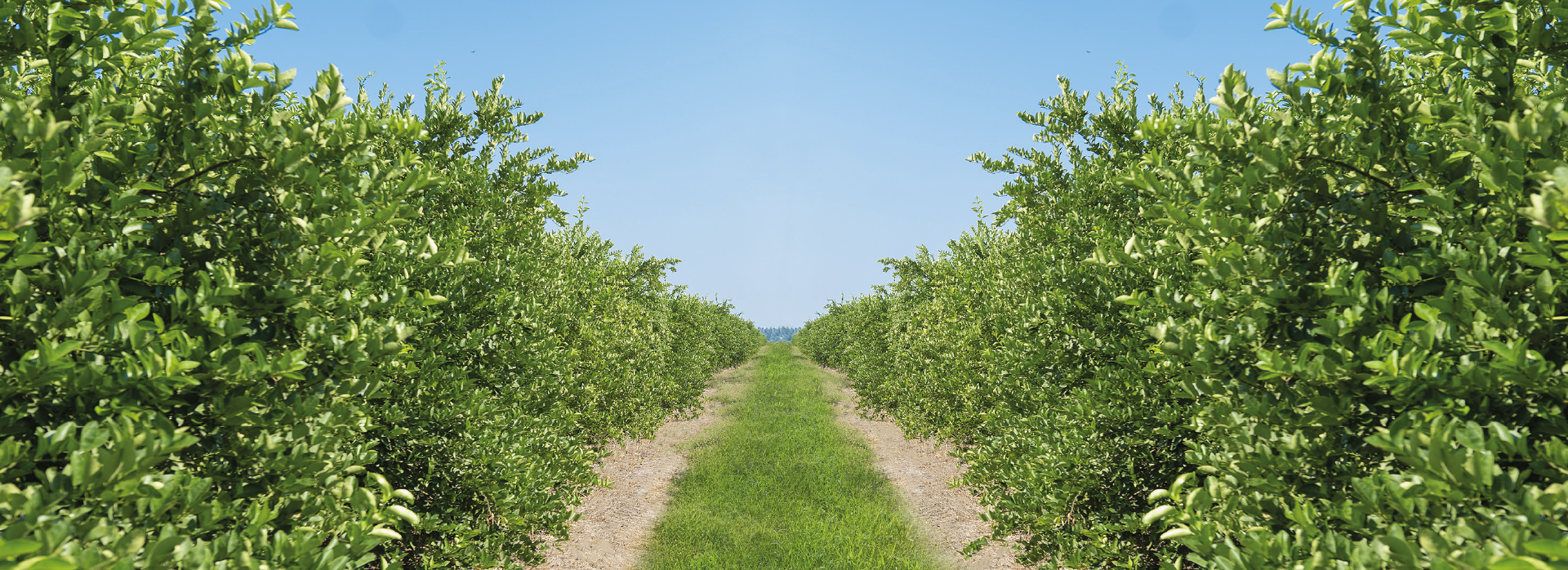 Plantaciones SiCar Farms