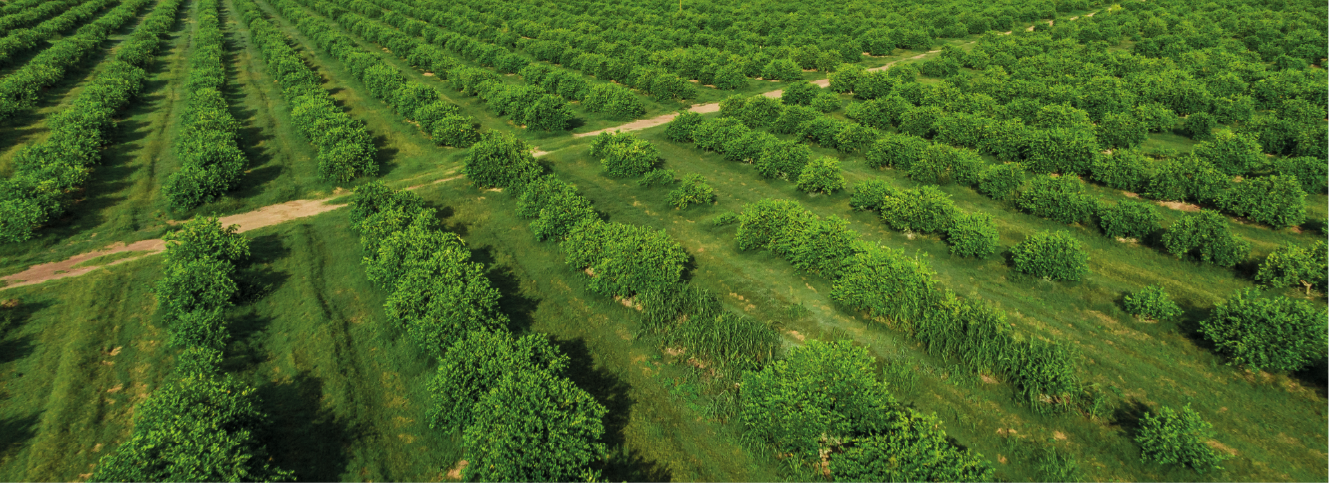 Vista aérea de plantación SiCar Farms