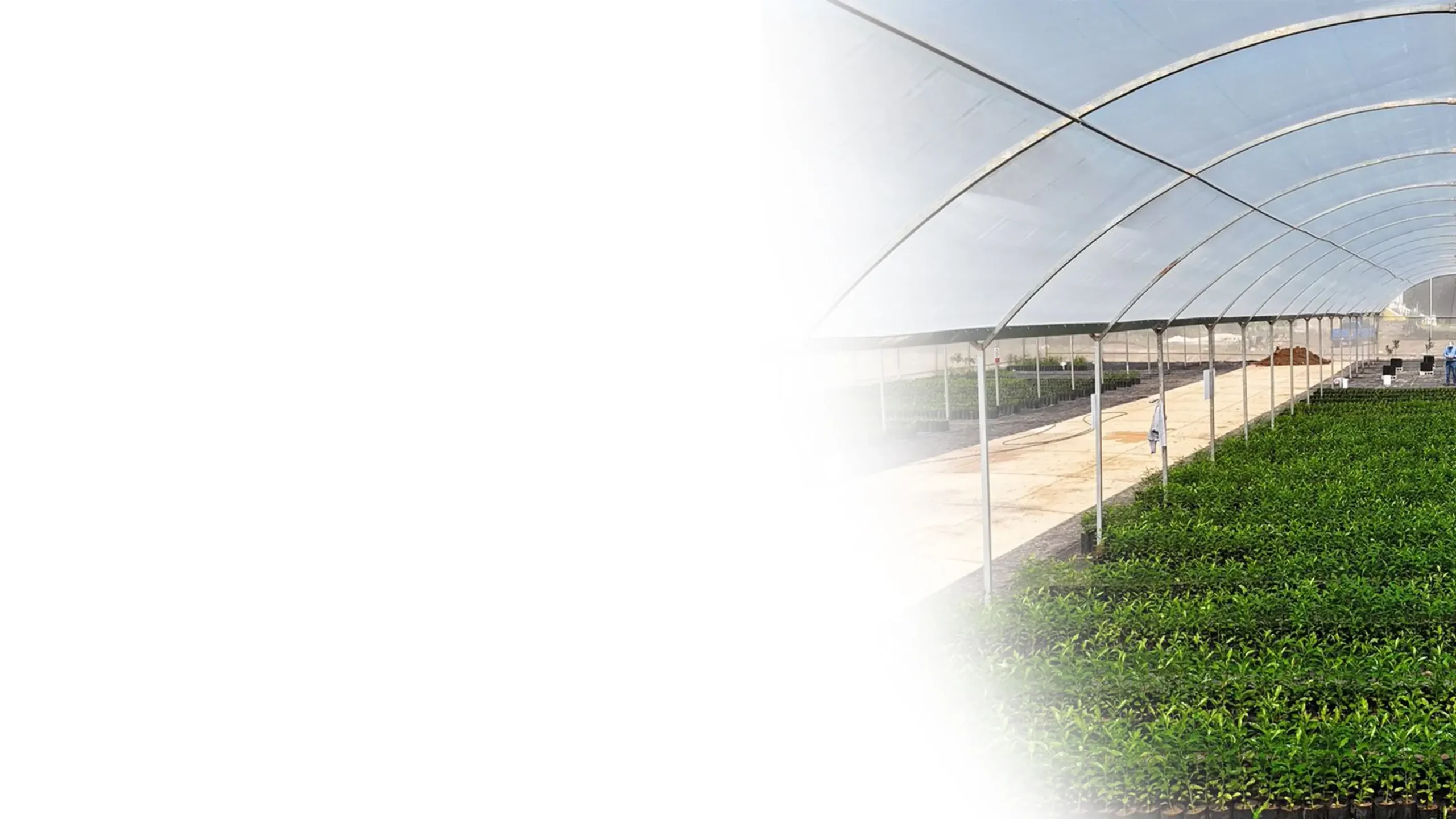Viveros de SiCar Farms con plantaciones bajo invernadero